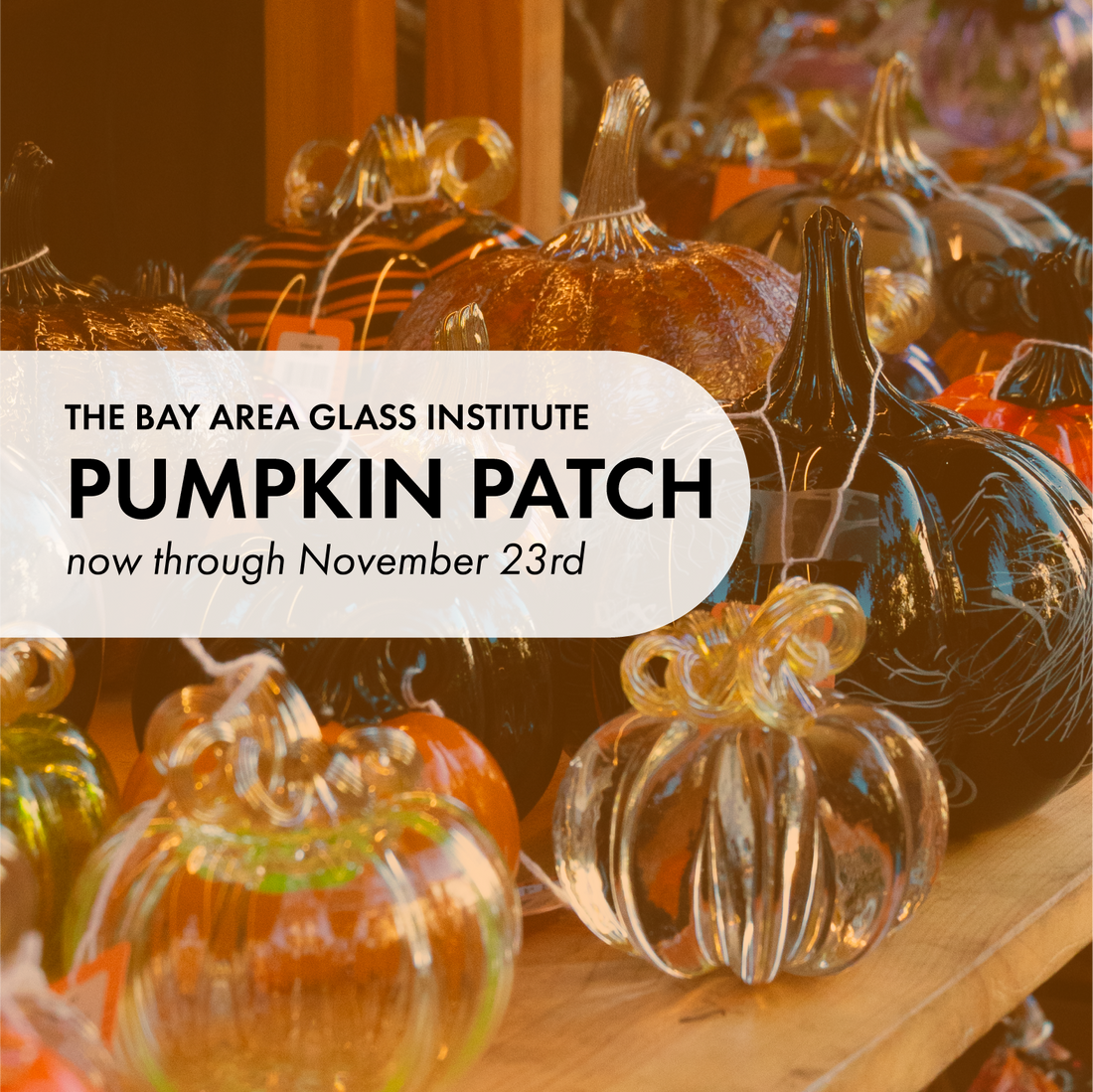 The BAGI Studio Pumpkin Patch